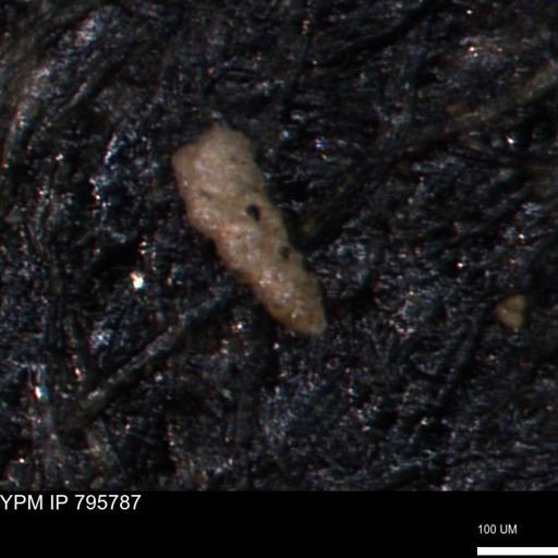 Verneuilina canadensis