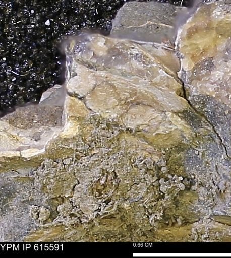 undet. Bivalvia