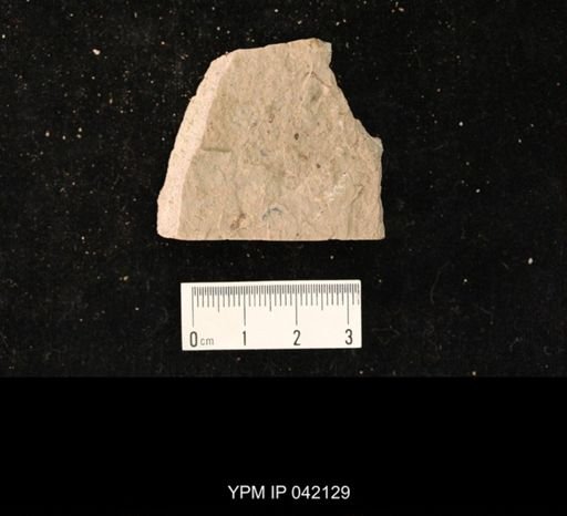undet. Hymenoptera