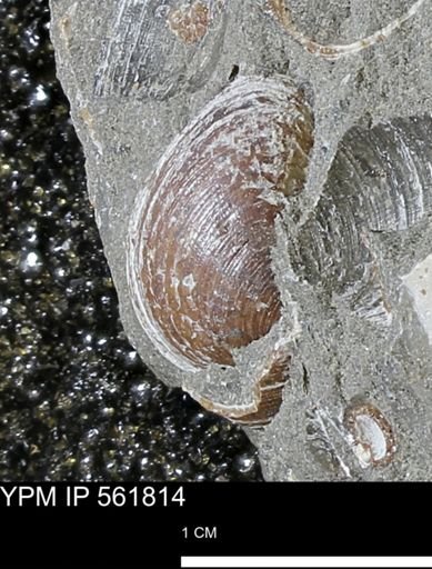 Limopsis sp.