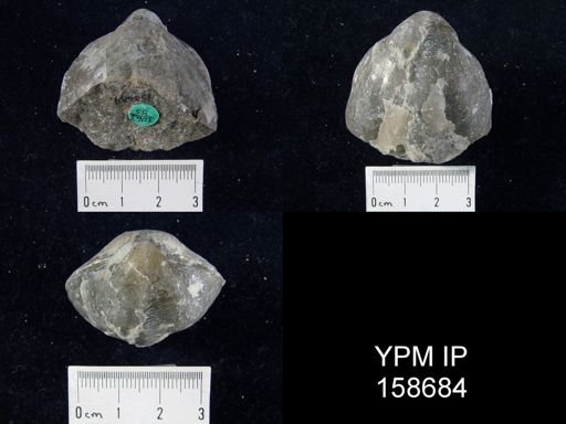 Pentamerus oblongus