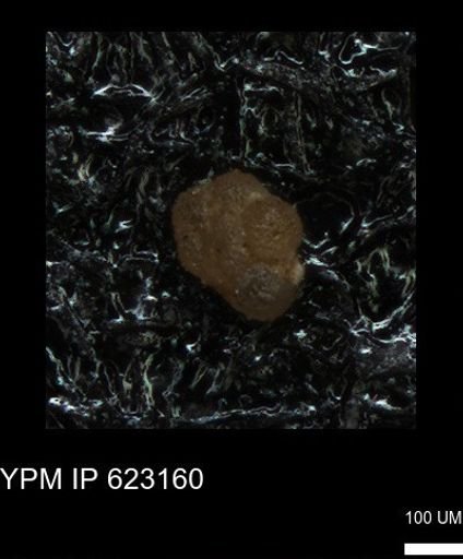 undet. Foraminiferida