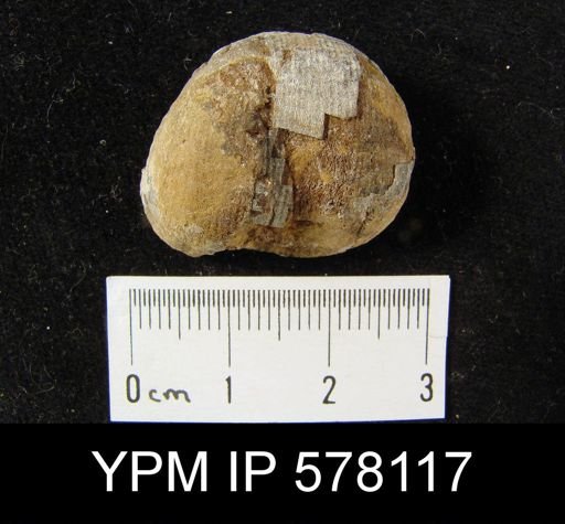 Productus sp.