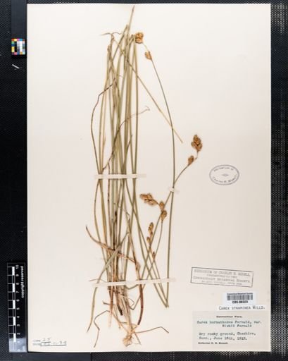 Carex straminea