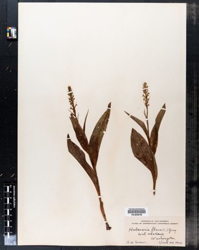 Platanthera flava
