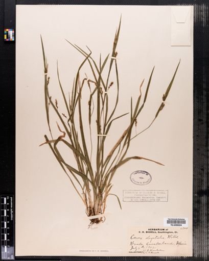 Carex digitalis