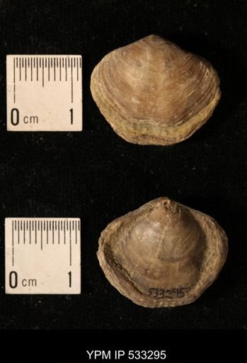 Athyris royssii