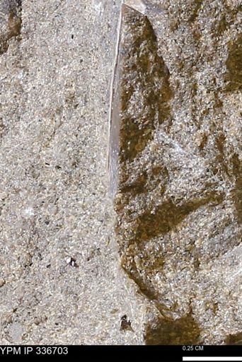 undet. Mollusca
