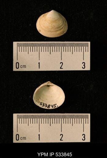 Macoma calcarea