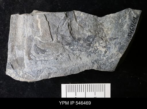 undet. Eurypterida