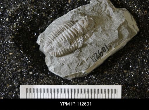 Calymene callicephala