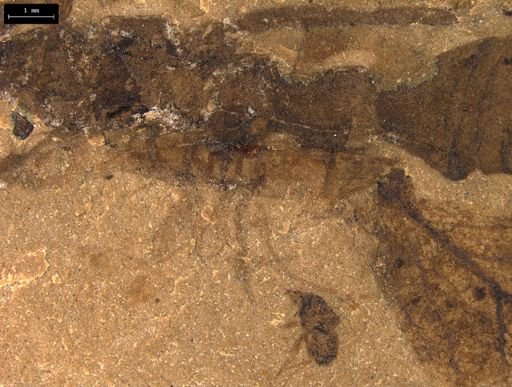 taxon undetermined