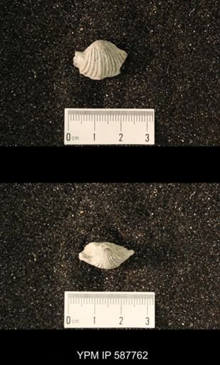 Anastrophia internascens
