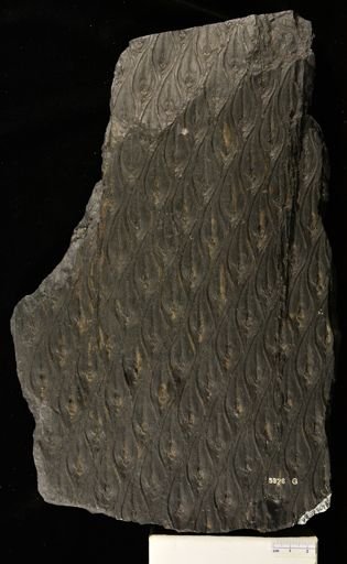 Lepidodendron sp.