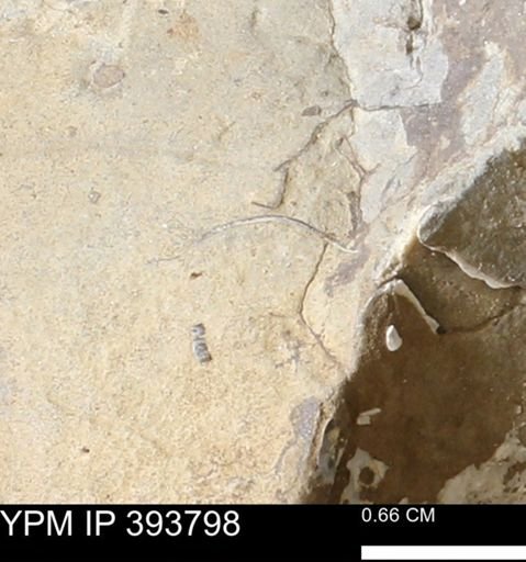 undet. Bivalvia
