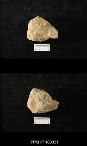 Anthaspidella sp.