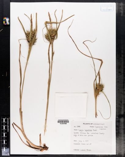 Carex lupulina