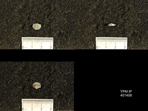 Plectorthis plicatella