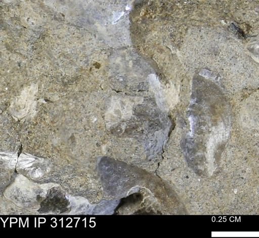 Phelopteria linguaeformis