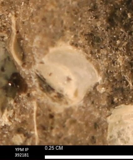 Protocardia sp.