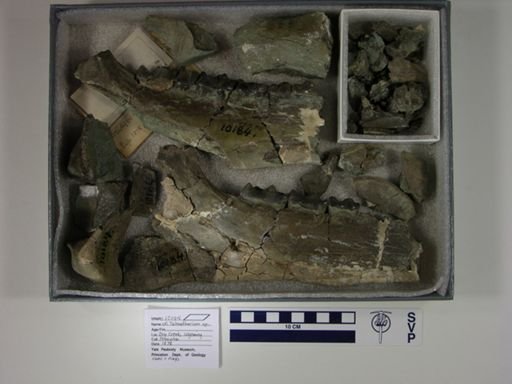 Telmatherium