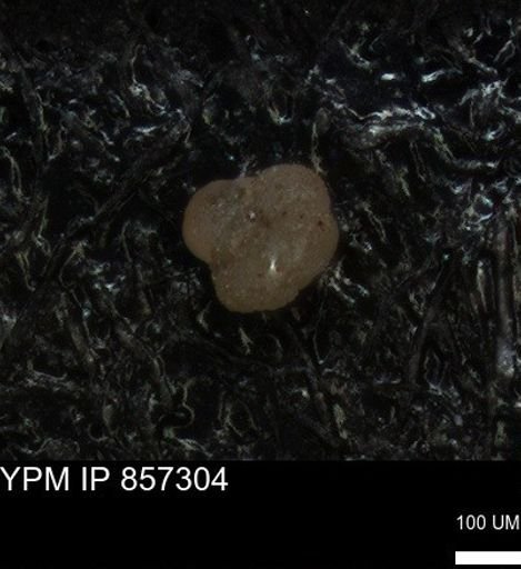 undet. Foraminiferida