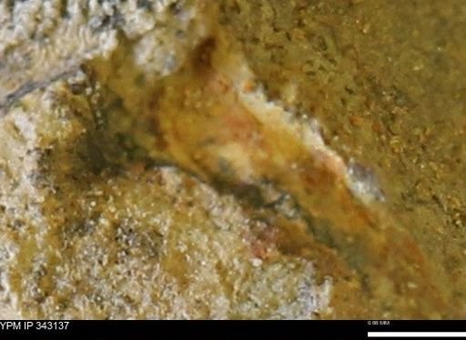 undet. Scaphitidae