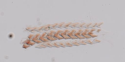 Flabellina gracilis