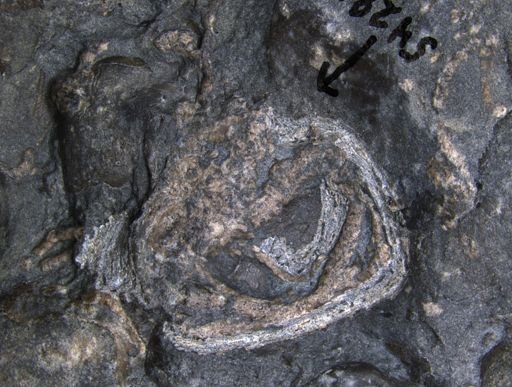 Aplocoma damesii
