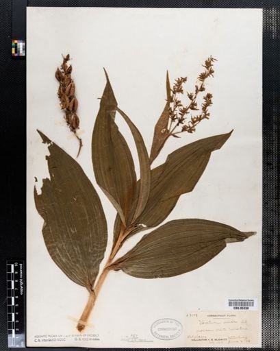 Veratrum viride