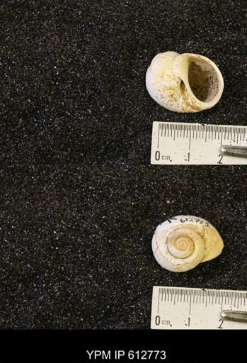 Vanikoropsis sp.
