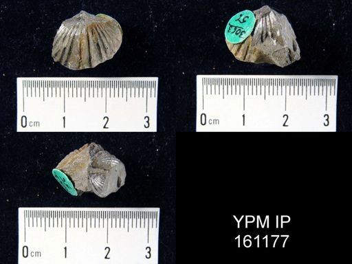 Platystrophia biforata