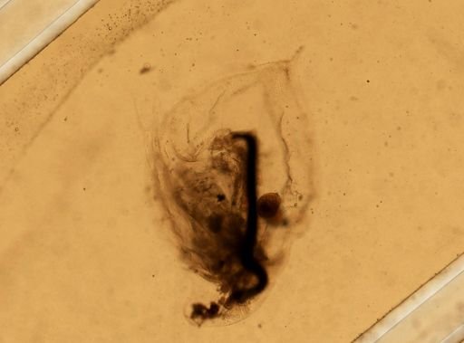 Daphnia