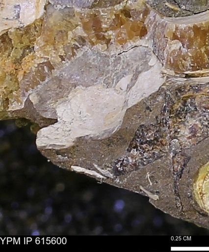 undet. Bivalvia