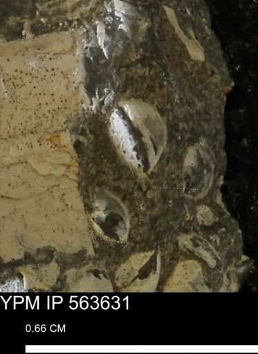 Limopsis striatopunctatus