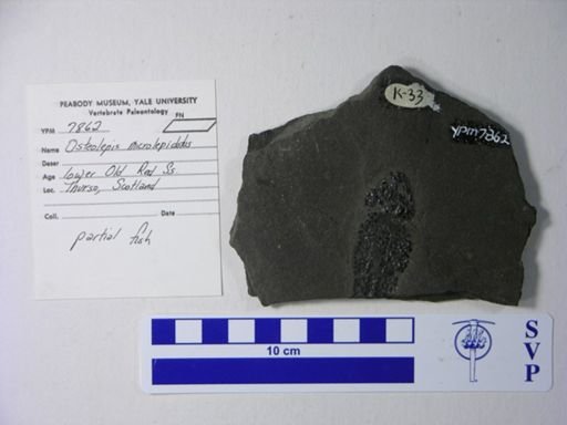 Osteolepis microlepidotus