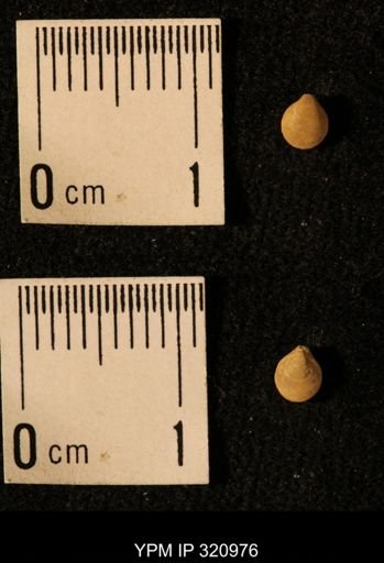 Dielasma elongatum