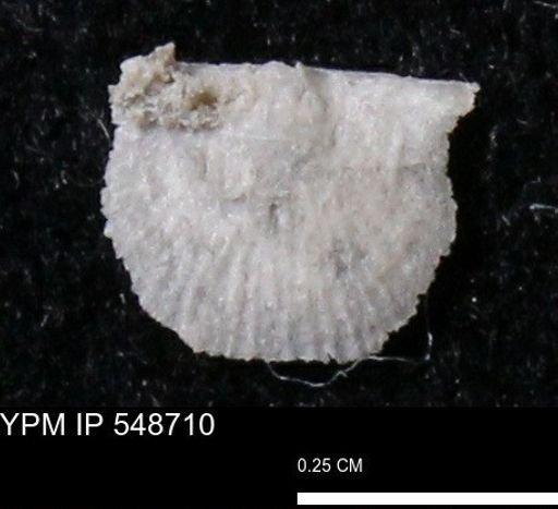 Stropheodonta perplana
