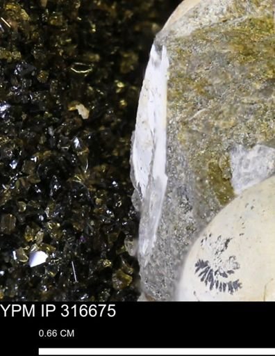 undet. Mollusca