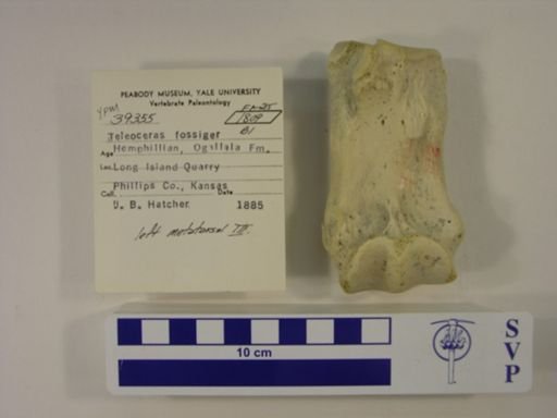 Teleoceras fossiger