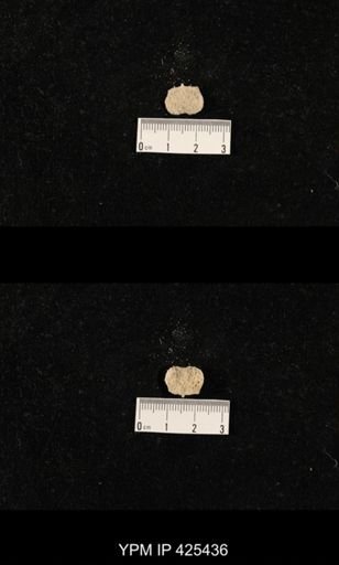 Echinosteges tuberculatus