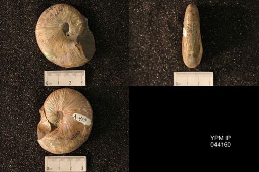 Hoploscaphites nicolletii