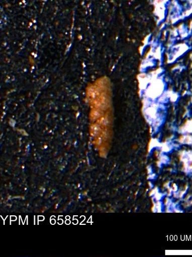 Verneuilinoides kansasensis