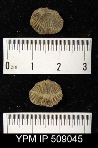 Zygospira kentuckiensis?