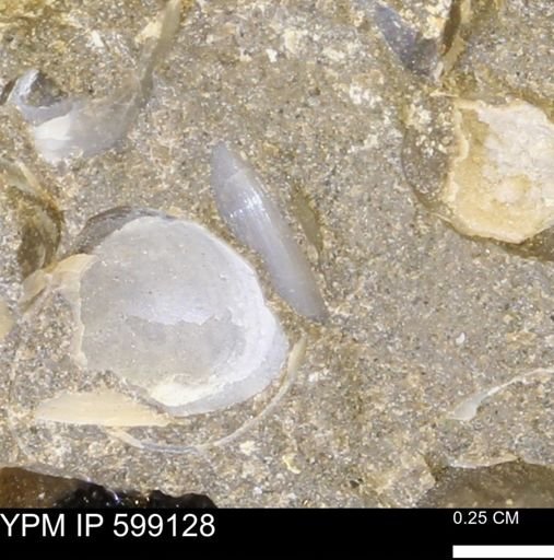 undet. Bryozoa