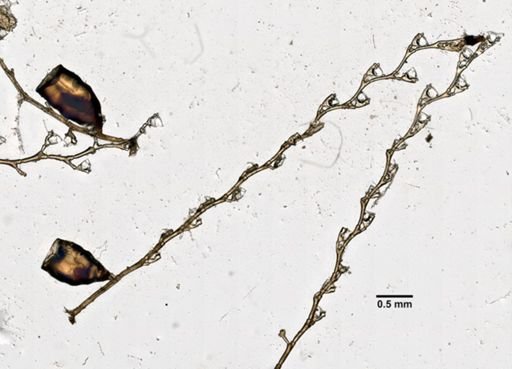 Plumularia