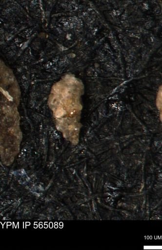 Verneuilina canadensis