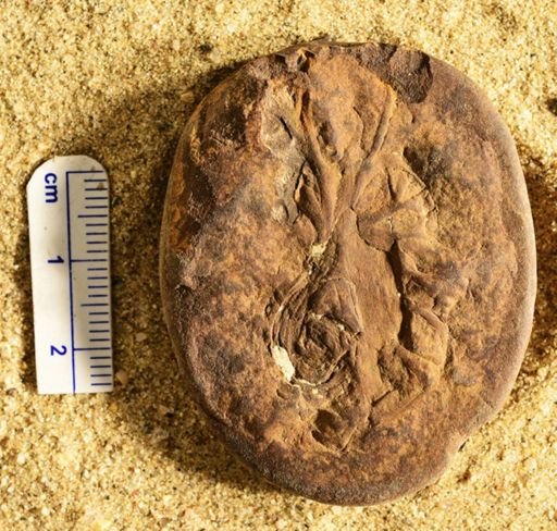 Aphlebia