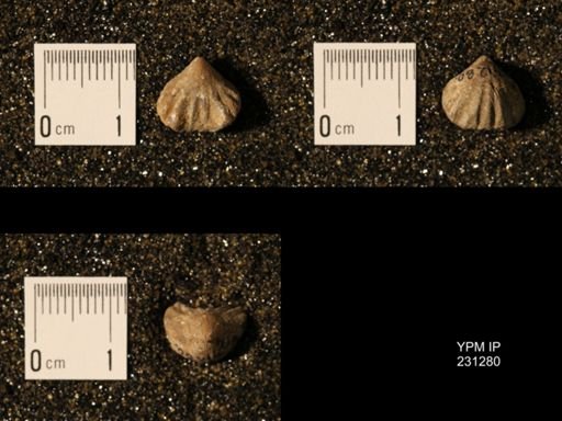Wellerella osagensis