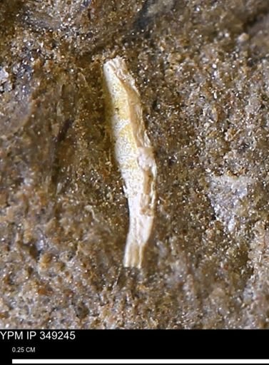 Limopsis striatopunctatus